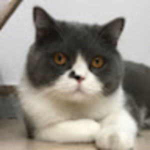 Meet your Posher, Alice